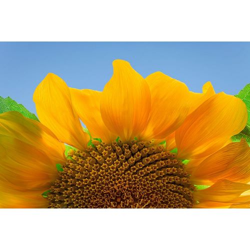 Jaynes Gallery 아티스트의 USA-Washington State-Seabeck Sunflower blossom close-up작품입니다.